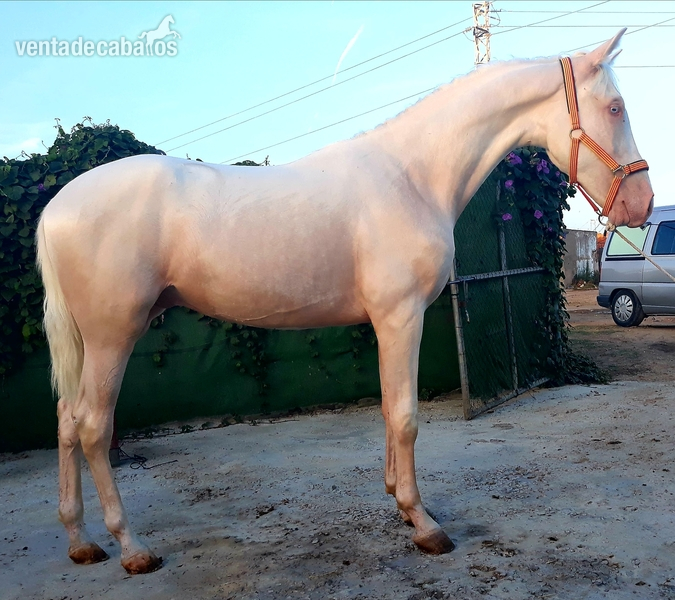 Hispano-Arabe