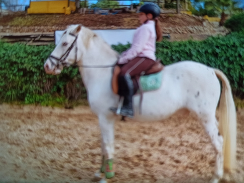 Pony c fantástico in 
