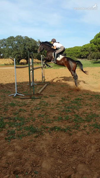 Angloarabe de salto in 