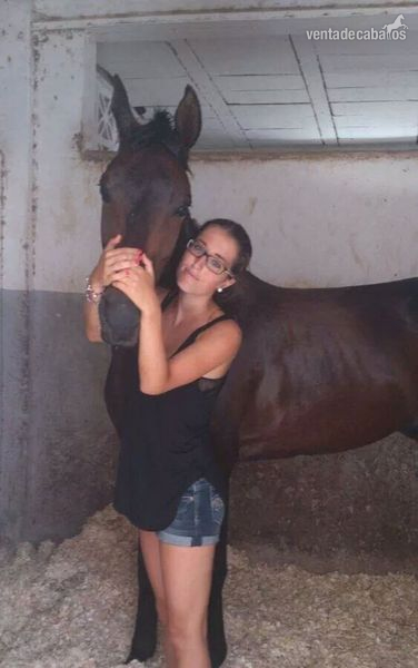 Caballos Capados Anglo-árabe - Angloarabe de salto
