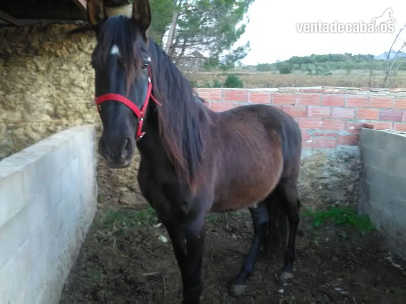 Caballo Español entero in 