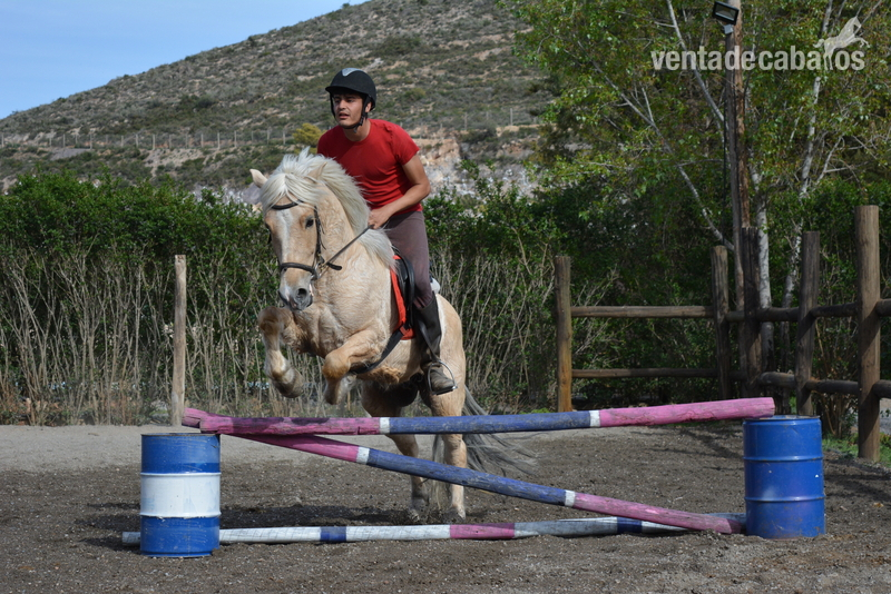 Gran pony d haflinguer in 