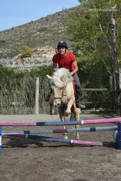 Haflinger