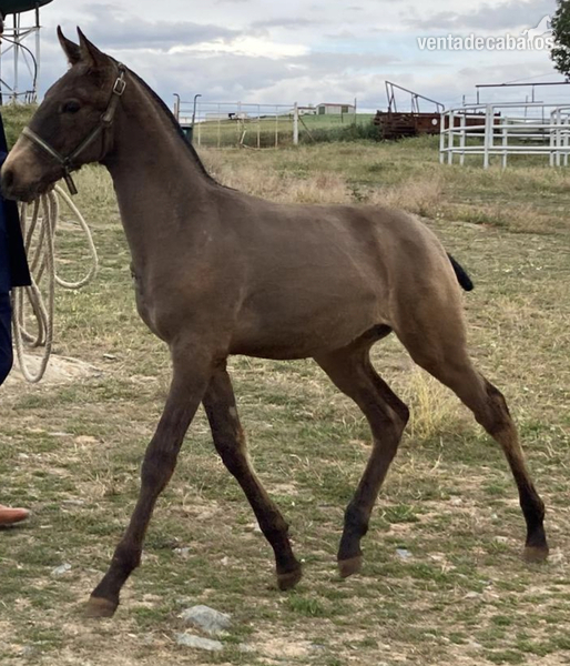 Lusitano