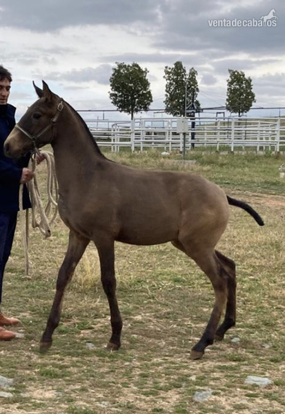 Lusitano {TYPE}