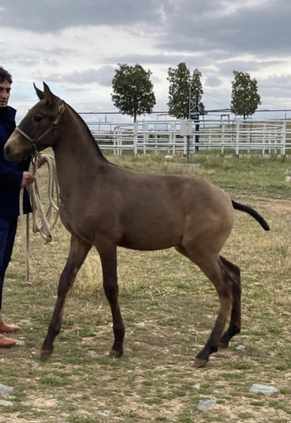 Lusitano {TYPE}
