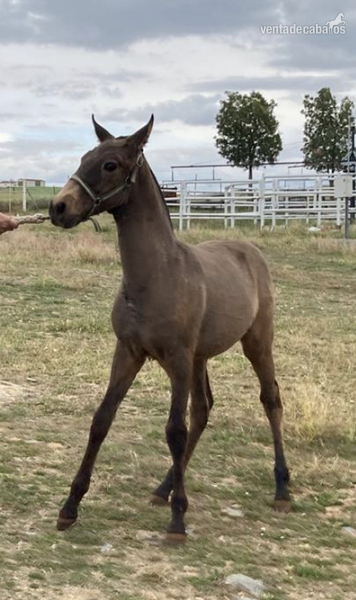 Potros Lusitano - POTRO BAYO PSL