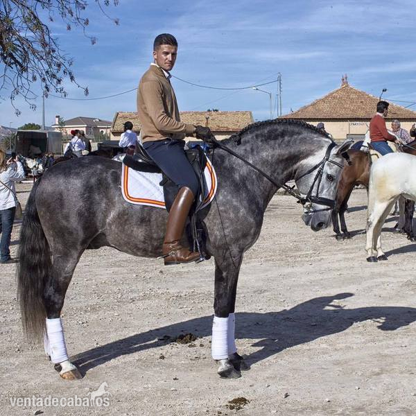 PRE de 5 años, domado y muy barroco - Caballos Pura Raza Española (P.R.E.) in 