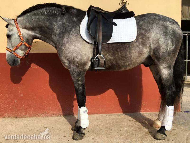 Caballos Pura Raza Española (P.R.E.) Pura Raza Española - PRE de 5 años, domado y muy barroco