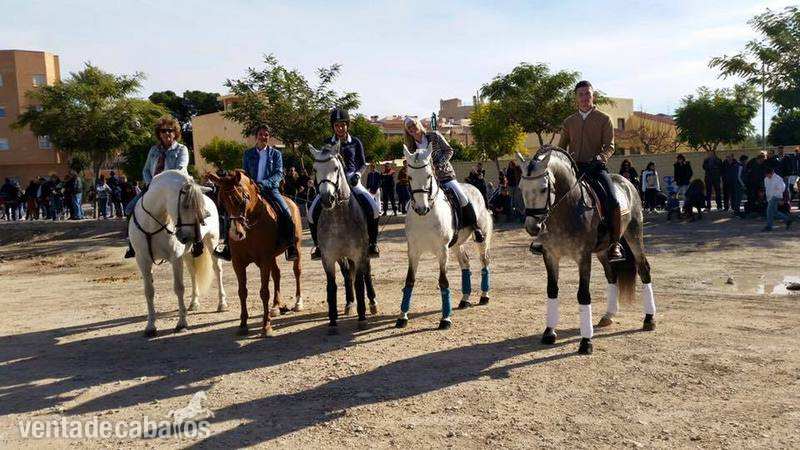 PRE de 5 años, domado y muy barroco - Caballos Pura Raza Española (P.R.E.) Pura Raza Española