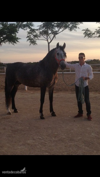 PRE de 5 años, domado y muy barroco - Caballos Pura Raza Española (P.R.E.)