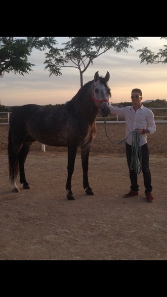 PRE de 5 años, domado y muy barroco - Caballos Pura Raza Española (P.R.E.)