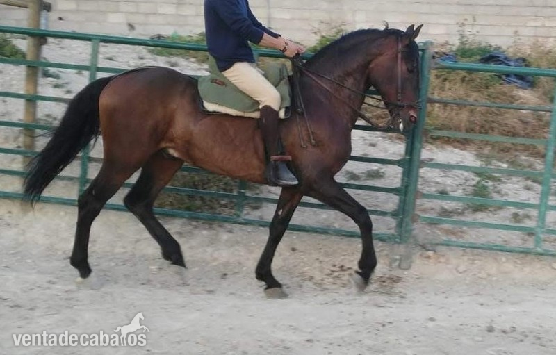 Caballo en venta in 