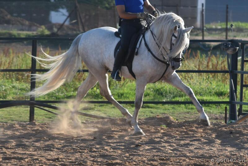 SUPER PRE PARA NIÑOS! - Caballos Pura Raza Española (P.R.E.)