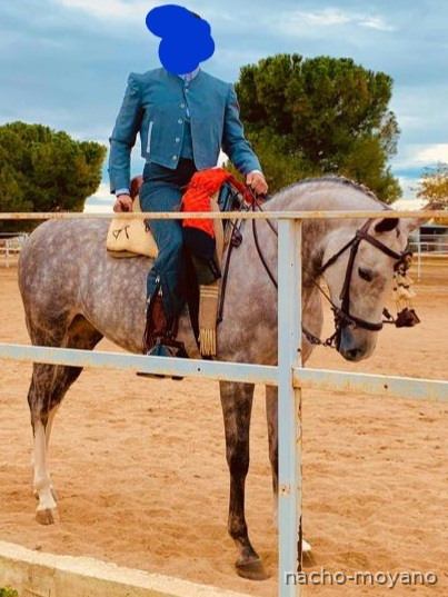 Yeguas Cruzada buenos origenes - Vendo Yegua 7 años, muy guapa