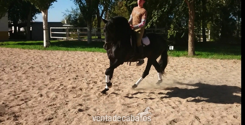 Caballo P.R.E.  Doma clásica San Jorge in 