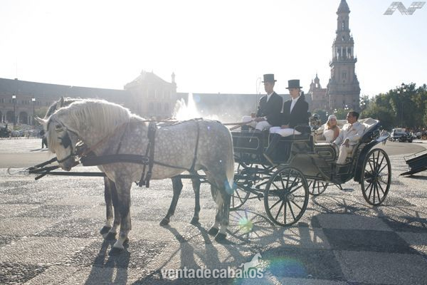 COCHES DE CABALLOS PARA FERIA ABRIL SEVILLA in 