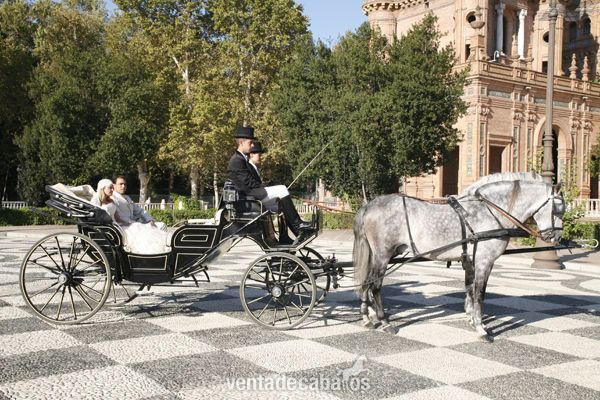 COCHES DE CABALLOS PARA FERIA ABRIL SEVILLA