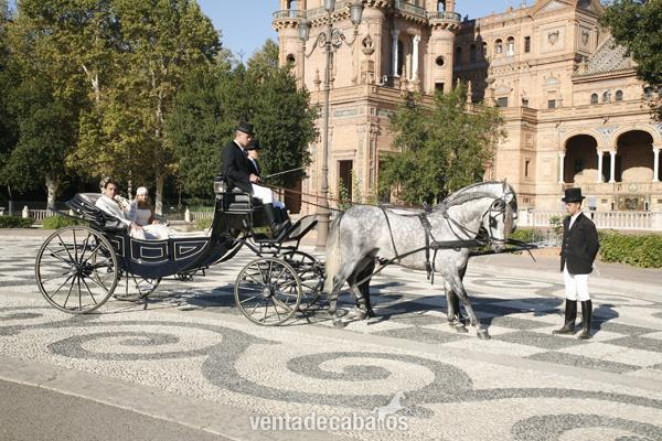  COCHES DE CABALLOS PARA FERIA ABRIL SEVILLA