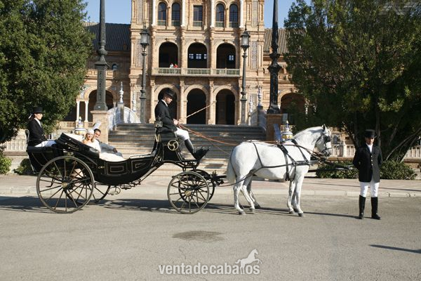 COCHES DE CABALLOS PARA FERIA ABRIL SEVILLA - Carruajes y Enganches