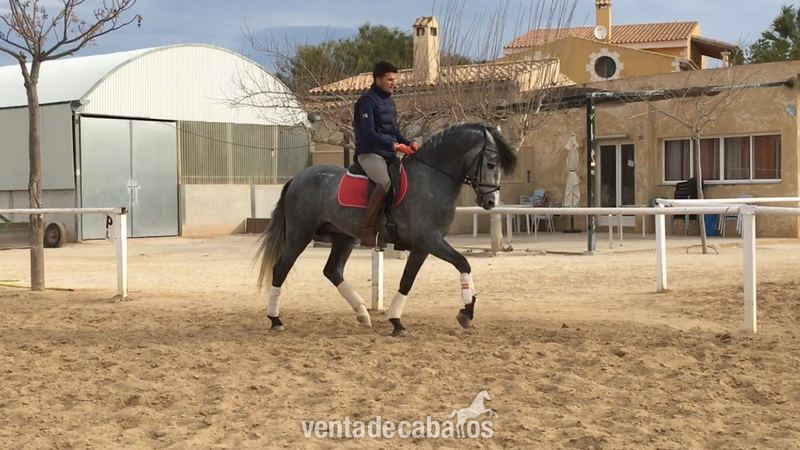 Potro PRE de 4 años, barroco, entero y montado in 