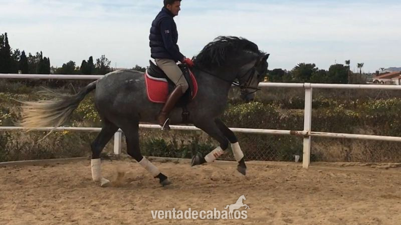 Pura Raza Española