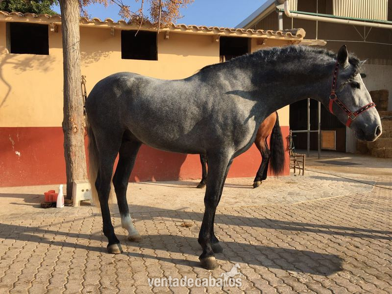 Caballos Pura Raza Española (P.R.E.) Pura Raza Española - Potro PRE de 4 años, barroco, entero y montado
