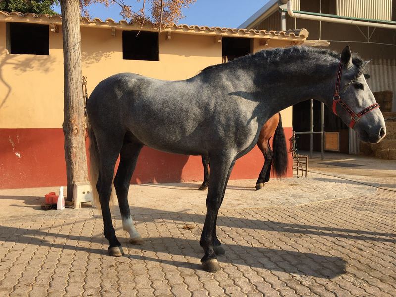 Caballos Pura Raza Española (P.R.E.) Pura Raza Española - Potro PRE de 4 años, barroco, entero y montado