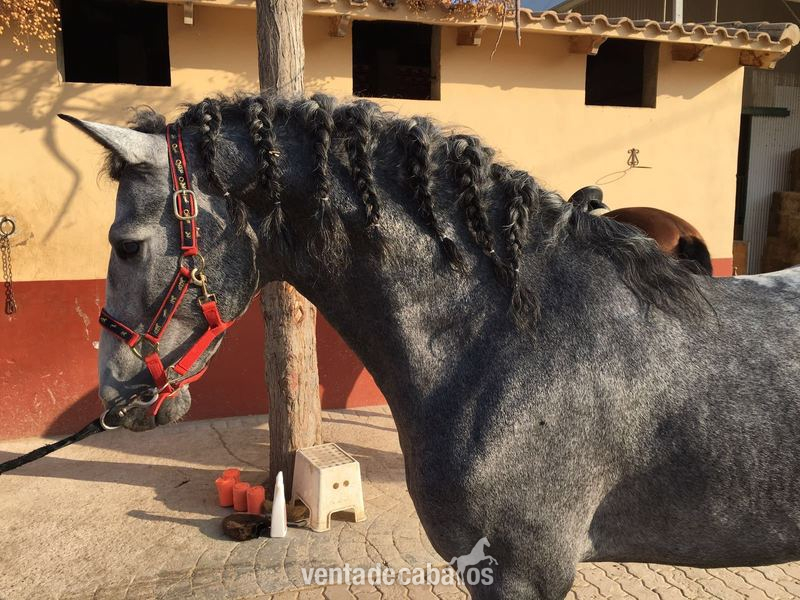Potro PRE de 4 años, barroco, entero y montado - Caballos Pura Raza Española (P.R.E.) Pura Raza Española