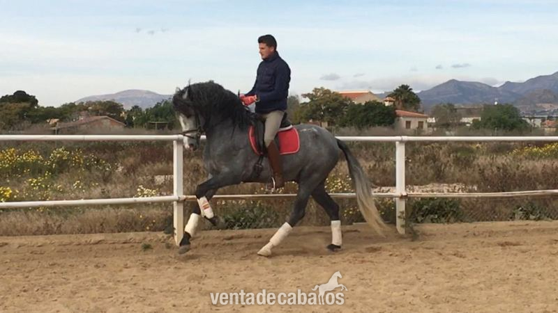Potro PRE de 4 años, barroco, entero y montado - Pura Raza Española