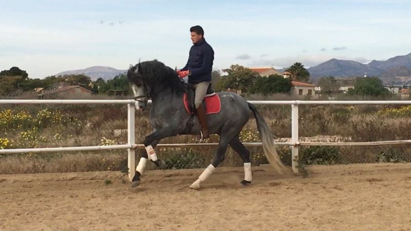 Potro PRE de 4 años, barroco, entero y montado - Pura Raza Española