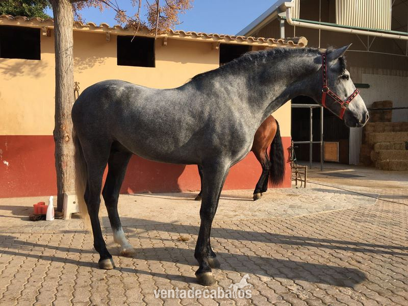 Potro PRE de 4 años, barroco, entero y montado - Caballos Pura Raza Española (P.R.E.)