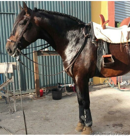 URGE VENTA PRE (YEGUADA DE LAS ARENAS) in 