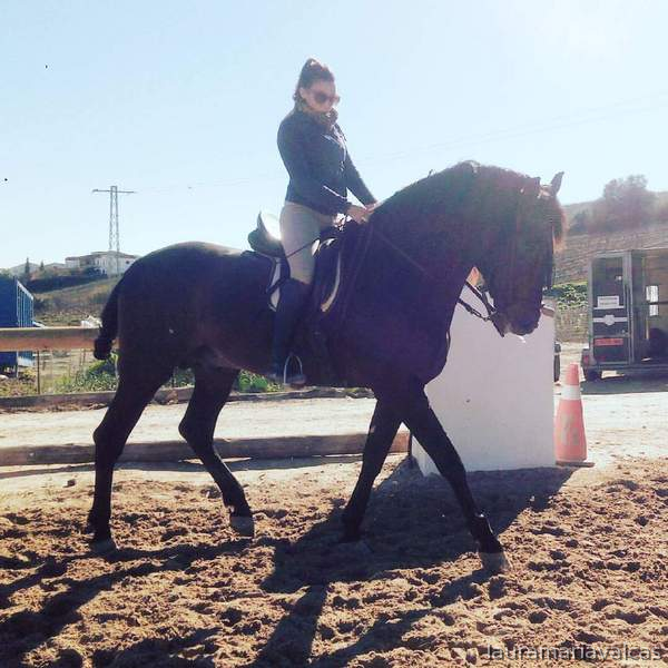 Caballos Pura Raza Española (P.R.E.) Pura Raza Española - URGE VENTA PRE (YEGUADA DE LAS ARENAS)