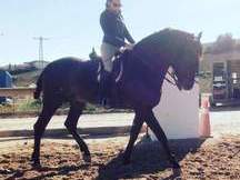 URGE VENTA PRE (YEGUADA DE LAS ARENAS)