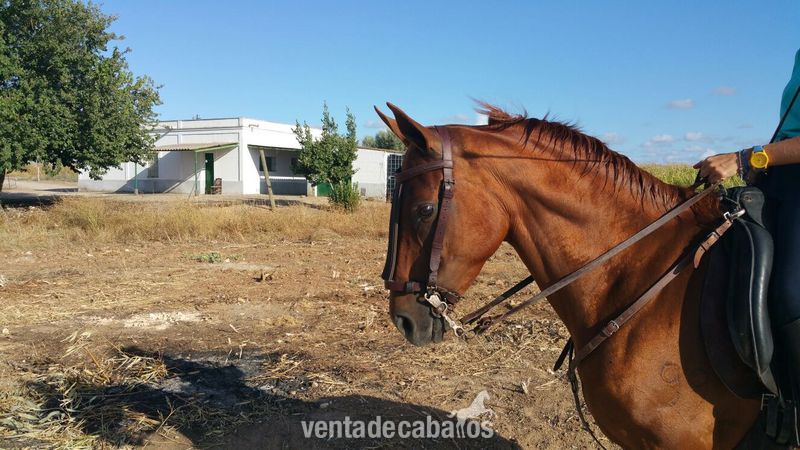 Se vende yegua hispano árabe in 