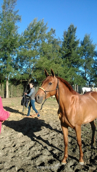 Hispano-Arabe