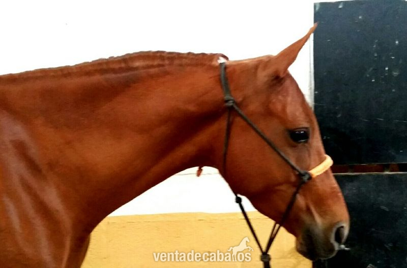 Hispano-Arabe {TYPE}