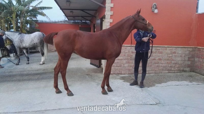 Caballo Hispano Árabe Hispano-Arabe - Se vende yegua hispano árabe