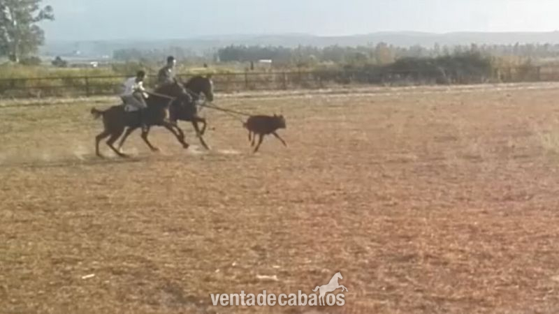 Se vende yegua hispano árabe - Caballo Hispano Árabe Hispano-Arabe