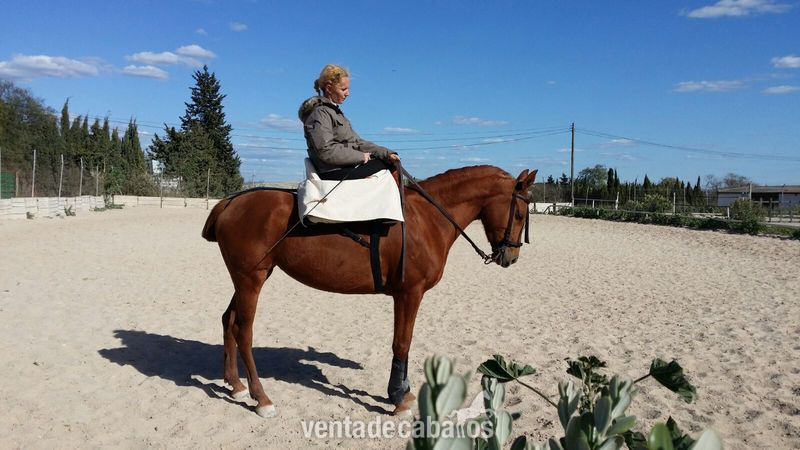 Se vende yegua hispano árabe - Caballo Hispano Árabe