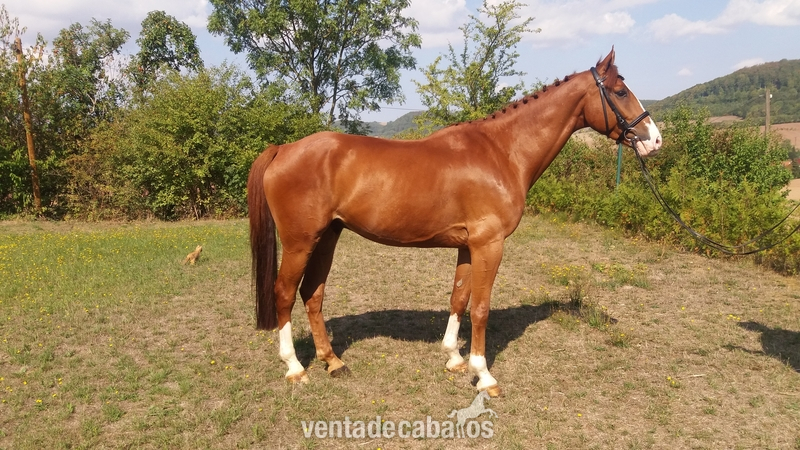 Caballo de 8 anos clasificado en 1,40m. in 