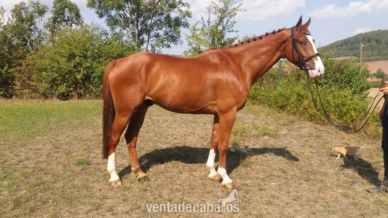 Caballos Capados Deutsches Sportpferd Sachsen - Caballo de 8 anos clasificado en 1,40m.