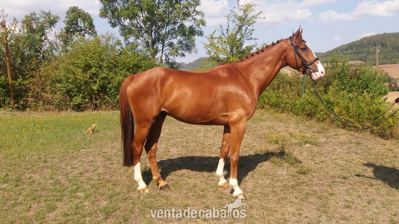 Caballo de 8 anos clasificado en 1,40m. - Caballos Capados Deutsches Sportpferd Sachsen