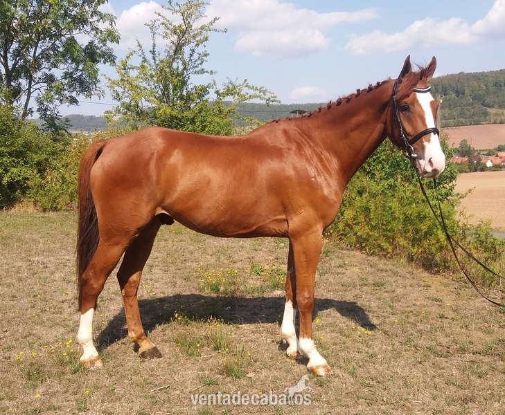 Caballo de 8 anos clasificado en 1,40m. - Deutsches Sportpferd Sachsen