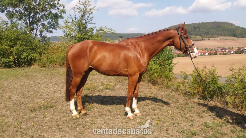Caballo de 8 anos clasificado en 1,40m. - Caballos Capados