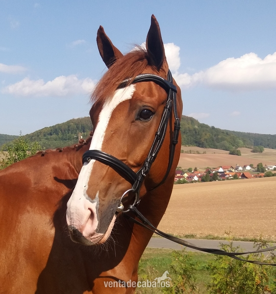 Caballo de 8 anos clasificado en 1,40m.