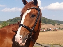 Caballo de 8 anos clasificado en 1,40m.