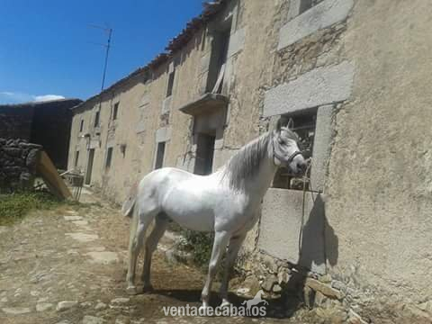 Caballo pura raza español  in 