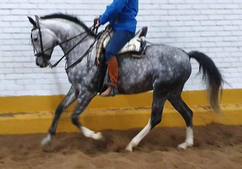 Vendo Yegua 7 años, muy guapa in 